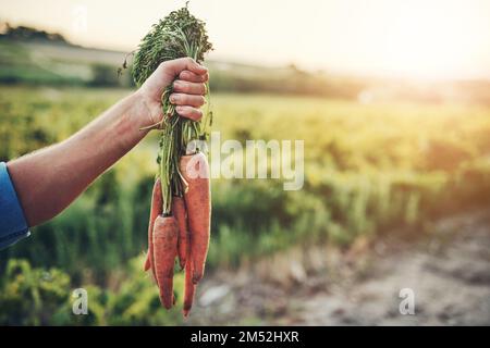 Sie werden später toll schmecken. Eine unbekannte männerhand mit einem Haufen Karotten und grüner Vegetation im Hintergrund. Stockfoto