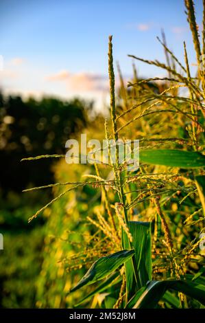 Reihe von Mais mit Pollen in einem Garten Stockfoto