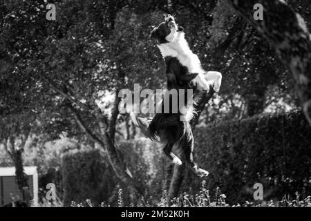 Eine Grauskala einer Border Collie (Canis lupus familiaris), die in einem Park hoch in der Luft springt Stockfoto