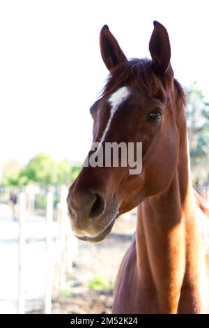 Nahaufnahme eines wunderschönen Vollblüterpferdes (Equus ferus caballus) auf einer Farm mit verschwommenem Hintergrund Stockfoto