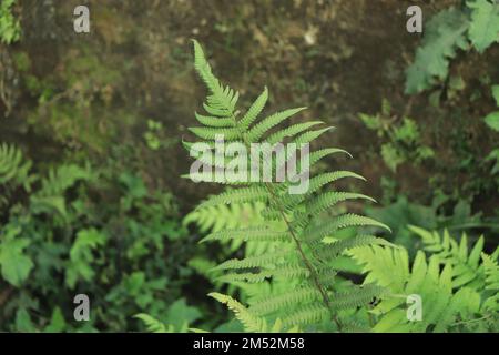 Wunderschöner Farn hinterlässt einen Hintergrund Stockfoto