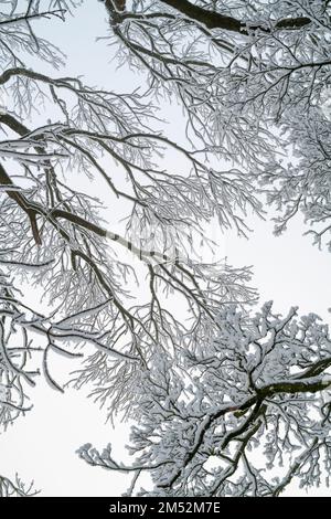 Baumkronen im Schneemuster. Cotswolds, Worcestershire, England Stockfoto