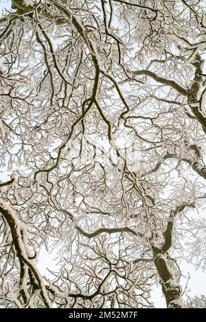 Baumkronen im Schneemuster. Cotswolds, Worcestershire, England Stockfoto