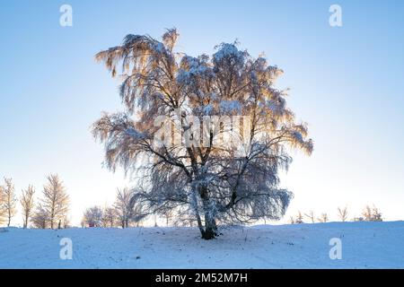 Alte Birke im Schnee am Broadway Hill entlang der cotswold Way bei Sonnenaufgang. Broadway, Cotswolds, Worcestershire, England Stockfoto