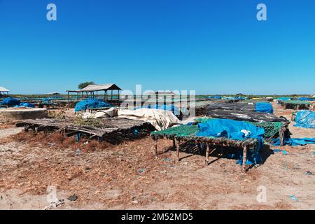 Trockenfisch im Dorf am Casamance River, Ziguinchor Region, Senegal, Westafrika Stockfoto