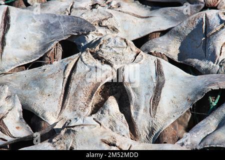 Trockenfisch im Dorf am Casamance River, Ziguinchor Region, Senegal, Westafrika Stockfoto