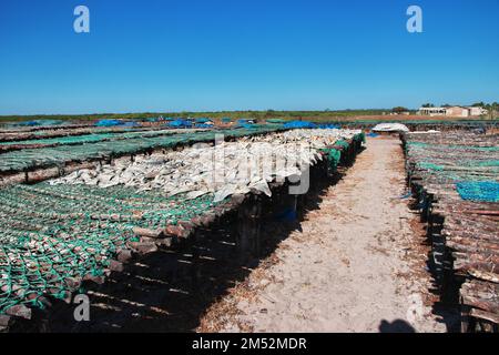 Trockenfisch im Dorf am Casamance River, Ziguinchor Region, Senegal, Westafrika Stockfoto