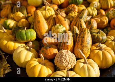 Farbenfrohe Kürbisse auf dem Herbstmarkt. Stockfoto