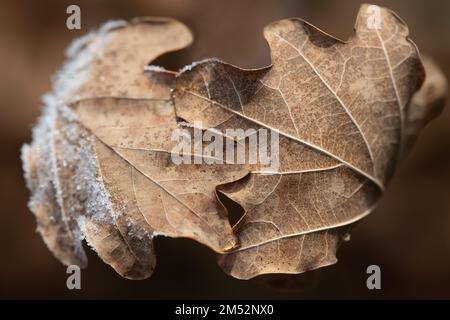 Nahaufnahme von zwei trockenen Eichenblättern im Winter mit Frost bedeckt, beide berühren sich wie zwei Hände mit den Fingern. Stockfoto