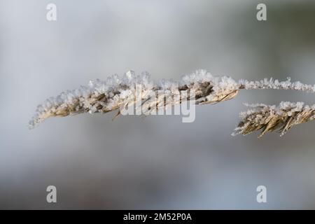Nahaufnahme eines trockenen Grashalms im Winter, auf dem sich bei Kälte vor einem hellen Hintergrund einzelne Kristalle gebildet haben Stockfoto