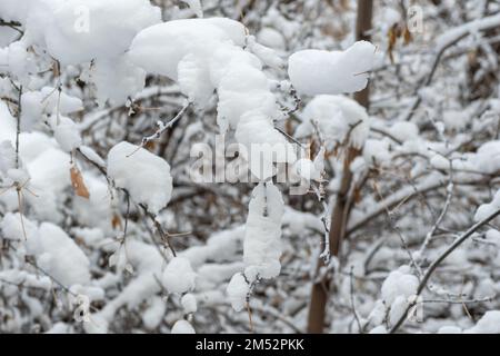 Ein Busch bedeckt mit dem ersten flauschigen Schnee in der Nähe des Hauses auf der Straße, vertikaler Rahmen. Schöne schneebedeckte Büsche im Winter. Stockfoto