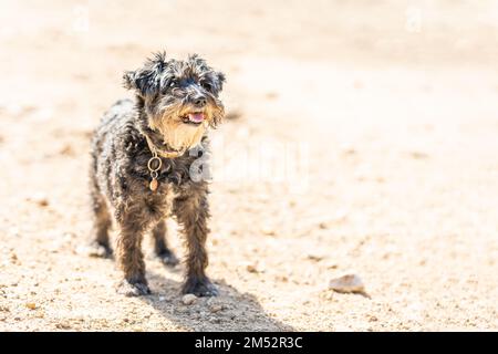 Foto mit Kopierbereich einer Hunderasse Schnauzer, die auf einem Park steht Stockfoto