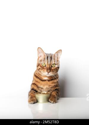 Goldene bengalische Katze mit einer Dose Dosenfutter auf weißem Hintergrund. Stockfoto