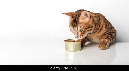 Goldene bengalische Katze mit einer Dose Dosenfutter auf weißem Hintergrund. Stockfoto