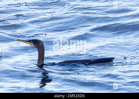 Der Cormorant ist hervorragend an den Lebensstil im Wasser angepasst. Ihr Körper sitzt tief im Wasser, um den geringsten Widerstand zu bieten und somit Energie zu sparen Stockfoto