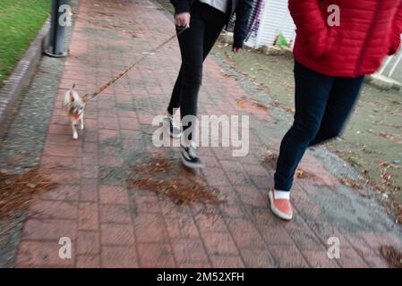 Menschen mit Hund laufen draußen auf dem Fußweg. Gesunder Lebensstil. Outdoor-Training. Stockfoto