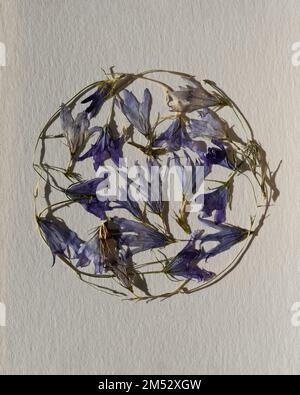 Zusammensetzung aus lila getrockneten gepressten Blüten, Kreisform auf Aquarellpapier. Zeitgenössische botanische Kunst. Stockfoto