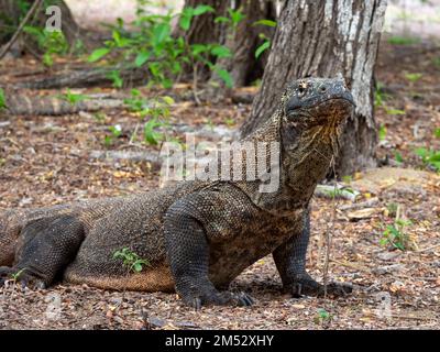 Komodo Dragon, Varanus komodoensis auf Komodo Island, Indonesien Stockfoto