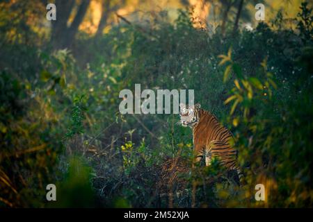 Ein männlicher Tiger, der an einem Wintermorgen in einem Waldgebiet sitzt Stockfoto