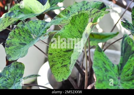 Alocasia, Alocasia mohito oder Mojito Alocasia oder tricolor Alocasia oder schwarz-grünes Blatt oder Bicolor-Pflanze Stockfoto