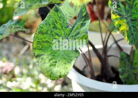 Alocasia, Alocasia mohito oder Mojito Alocasia oder tricolor Alocasia oder schwarz-grünes Blatt oder Bicolor-Pflanze Stockfoto