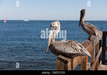 Wilder brauner Pelikan auf hölzernem Pier Geländer in Florida. Nahaufnahme von Küstenvogel Stockfoto