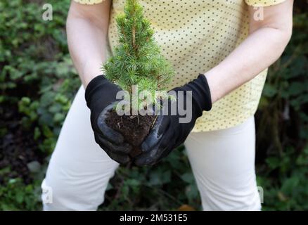 Eine Frau, die Fichten in der Hand hält, bevor sie Pflanzen Stockfoto