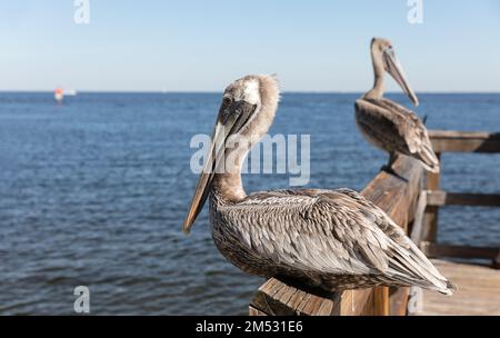 Wilder brauner Pelikan auf hölzernem Pier Geländer in Florida. Nahaufnahme von Küstenvogel Stockfoto