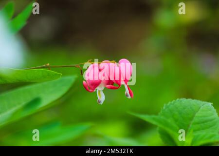 Eine Nahaufnahme einer blutenden Herzblume am Morgen Stockfoto