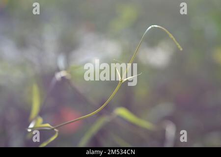 Eine Nahaufnahme der dünnen grünen Pflanze stielt an einem sonnigen Tag Stockfoto