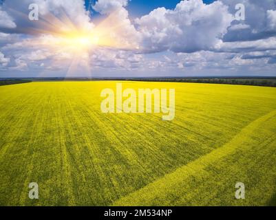 Luftaufnahme der schönen Kulturlandschaft mit Raps-, Weizen- und Maispflanzenfeldern, Drohne pov Stockfoto