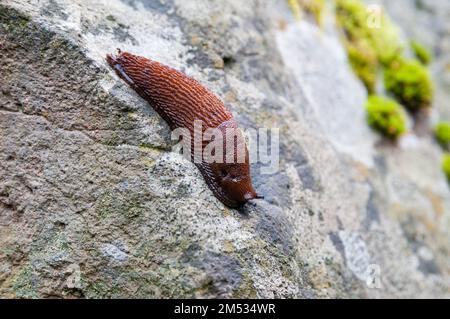 Schwarze Schnecke, Arion Ader, die eine Wand hinuntergeht, Olot, Katalonien, Spanien Stockfoto