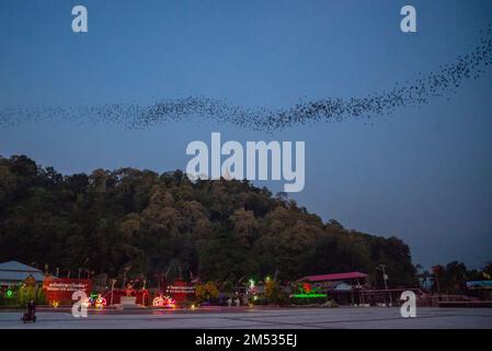 Eine Million Fledermäuse fliegen aus der Kang Khao Höhle im Wat Khao Chong Phran in der Nähe der Stadt Ratchaburi in der Provinz Ratchaburi in Thailand, Thailand Stockfoto