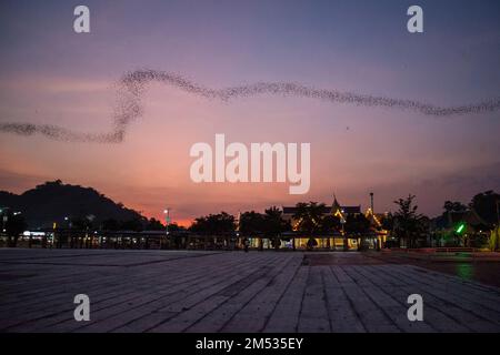 Eine Million Fledermäuse fliegen aus der Kang Khao Höhle im Wat Khao Chong Phran in der Nähe der Stadt Ratchaburi in der Provinz Ratchaburi in Thailand, Thailand Stockfoto