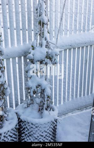 Blick auf steigende Erdbeerpflanzen in Lufttöpfen, die am Wintertag mit Schnee bedeckt sind. Schweden. Stockfoto