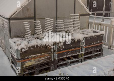 Wunderschöner Winterblick auf Schneebeeren in Palettenhalsen im Garten am frostigen Wintertag. Schweden. Stockfoto