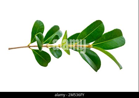 Blattrebe isoliert auf weißem Hintergrund Stockfoto