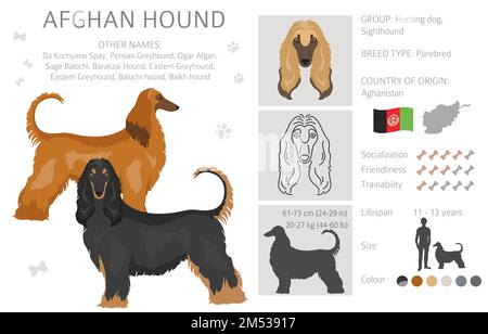 Afghanischer Hund, alle Farben, treffen sich. Verschiedene Mantelfarben eingestellt. Vektordarstellung Stock Vektor