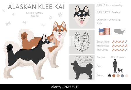 Alaska klee kai alle Farben Clipart. Verschiedene Mantelfarben eingestellt. Vektordarstellung Stock Vektor