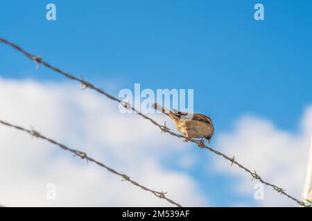 Sparrow auf einem Stacheldraht, der auf blauem Himmel hinterlegt, Kopierraumbild, Tiere City Life Konzept Stockfoto