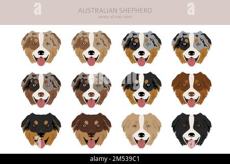 Australischer Schäferhund. Mantel Farben australisches Set. Infografik zu den Merkmalen aller Hunderassen. Vektordarstellung Stock Vektor