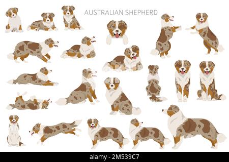 Australischer Schäferhund. Mantel Farben australisches Set. Infografik zu den Merkmalen aller Hunderassen. Vektordarstellung Stock Vektor