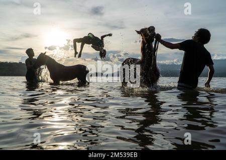 Bei Sonnenuntergang putzen drei Silhouetten von Menschen Rennpferde an einem Strand in Lariti Beach, Bima District, West Nusa Tenggara. Pferde im Meerwasser baden Stockfoto