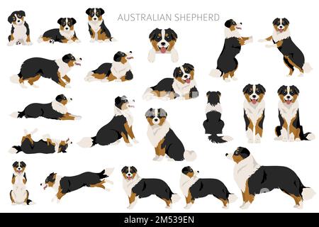 Australischer Schäferhund. Mantel Farben australisches Set. Infografik zu den Merkmalen aller Hunderassen. Vektordarstellung Stock Vektor