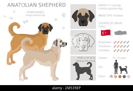 Anatolischer Schäferhund alle Farben Cliparts. Verschiedene Fellfarben und Posen eingestellt. Vektorgrafik Stock Vektor