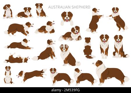 Australischer Schäferhund. Mantel Farben australisches Set. Infografik zu den Merkmalen aller Hunderassen. Vektordarstellung Stock Vektor