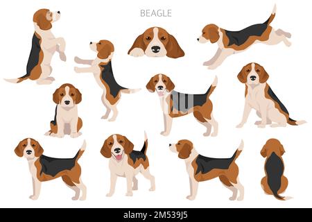 Beagle-Hund-Clipart. Alle Mantelfarben eingestellt. Andere Position. Infografik zu den Merkmalen aller Hunderassen. Vektordarstellung Stock Vektor