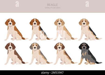 Beagle-Hund-Clipart. Alle Mantelfarben eingestellt. Andere Position. Infografik zu den Merkmalen aller Hunderassen. Vektordarstellung Stock Vektor