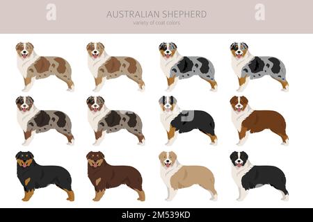 Australischer Schäferhund. Mantel Farben australisches Set. Infografik zu den Merkmalen aller Hunderassen. Vektordarstellung Stock Vektor