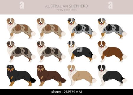 Australischer Schäferhund. Mantel Farben australisches Set. Infografik zu den Merkmalen aller Hunderassen. Vektordarstellung Stock Vektor